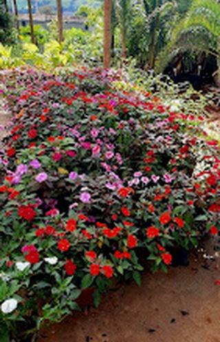 Canteiro de flores coloridas na loja