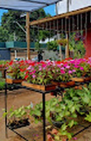 Bancadas com mudas e flores de vaso
